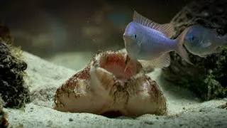 The Tasselled Wobbegong Shark Lures in Prey for Ambush