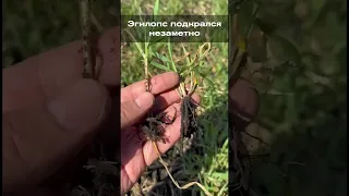 Эгилопс подкрался незаметно