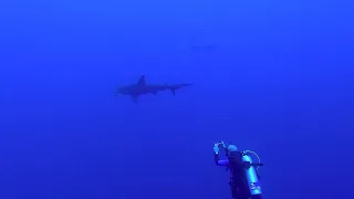 Silent Hunters: Hammerhead Encounter