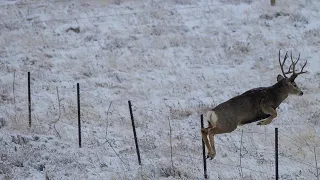 Wyoming Mule Deer Migration