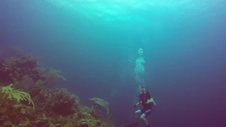 Turtle Gets Frisky with Unsuspecting Diver