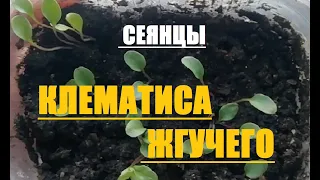 ДОЖДАЛАСЬ!!! // Как вырастить КЛЕМАТИС ЖГУЧИЙ из семян?// Предварительные итоги