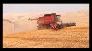 CaseIH 9250 Hillside Combine with Tracks!