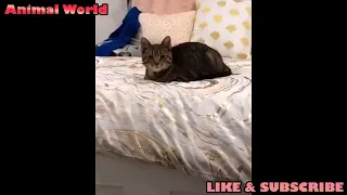 Love and hate! Compilation of funny cats and dogs for a good mood #4