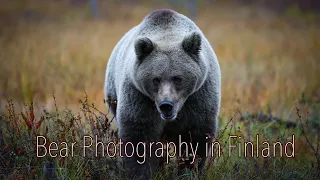 Bear Photography in Finland
