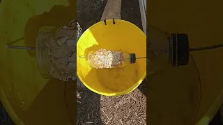 homemade rat trap