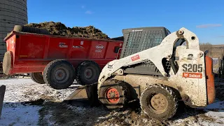 Pregnancy checking cows- Hauling solid manure!