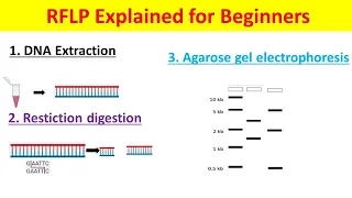 RFLP Explained | Restriction Fragment Length Polymorphism Technique for Beginners |