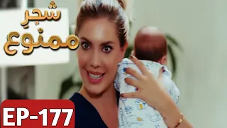 Shajar-e-Mamnu Episode 177 Promo | Turkish Drama | Forbidden Fruit | UrduDubb| 12Aug 2021 |P-2