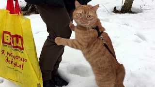 Кот впервые увидел снег