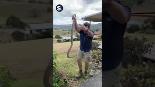 'Defensive' Eastern Brown Snake Lunges at Queensland Catcher 2