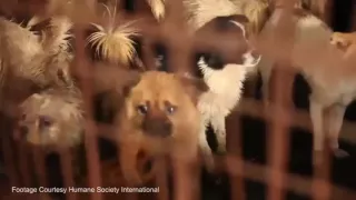 Фестиваль собачьего мяса  Dog meat festival