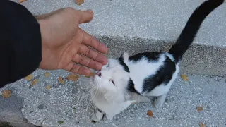 Very friendly  tuxedo cat  likes me