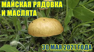 Майская рядовка, наконец-то!!! Ну, и немного маслят! Отчет о грибалке 30 мая 2021 года!