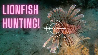 Lionfish Hunting with Pole Spears