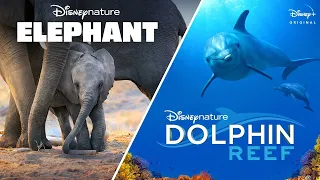 Disneynature’s Elephant  Dolphin Reef -Trailer