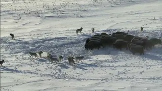 Pack Of Wolves Hunt a Bison   Frozen Planet   BBC Earth 2022