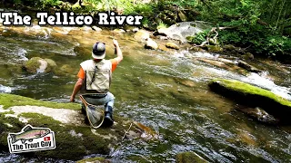 East Tennessee's Best | Fly Fishing Mountain Streams