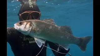 60 minuti pesca in apnea spigola pescasub