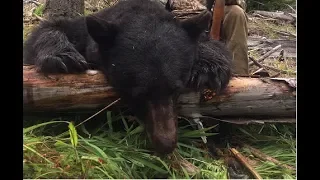 Spring Black Bear Hunting Oregon 2018