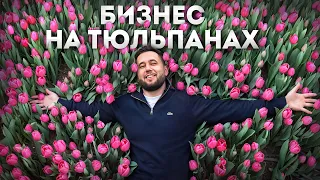 Бизнес на тюльпанах. Выращивание тюльпанов. Тепличный бизнес