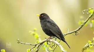 Look Up, from "Lifesongs" | The Tabernacle Choir