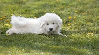 Managing Territorial Behavior in Great Pyrenees