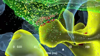 How Synapses Work