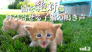 【かわいい】猫が絶対に寄ってくる音・鳴き声 vol.2【意味】