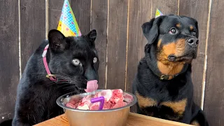 День рождения Вензы🐕🎉/ Праздник у пантеры Луны