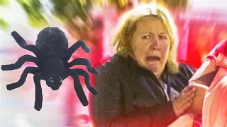 GIANT SPIDER attacked people