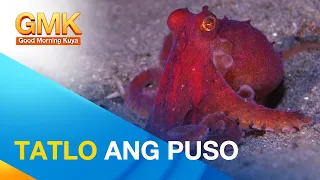 Hayop na may tatlong puso | Wonders of Creation