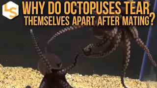 Why Do Octopuses Tear Themselves Apart After Mating?