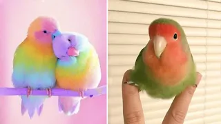 Baby Animals 🔴 Funny Parrots and Cute Birds Compilation (2020) Loros Adorables Recopilación #9