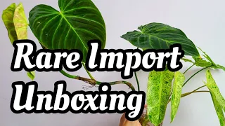 Import Unboxing from Aroid Market!! RARE Philodendron, Scindapsus, Monstera, Hoya & More!! 🪴