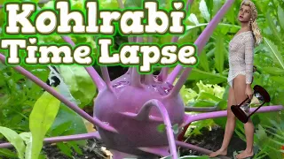 Kohlrabi Growing | Vegetables grown now | Time Lapse video