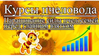 Курсы пчеловода | Наращивание силы пчелосемей перед главным взятком | Урок 2