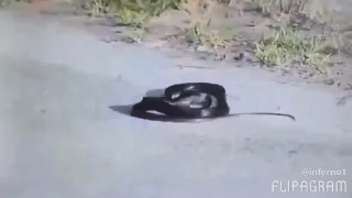 Weird snake goes crazy and kills itself (dubstep version)