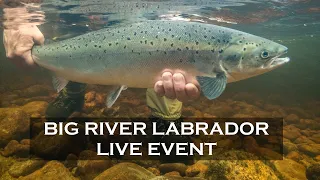 BIG RIVER LABRADOR