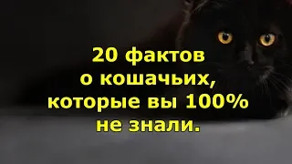 20 фактов о кошках и котах, которые вы 100% не знали.