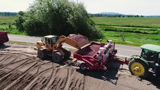 PLANTING POTATOES | at the potato farm