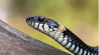 уж - страшная змея / Scary grass snake