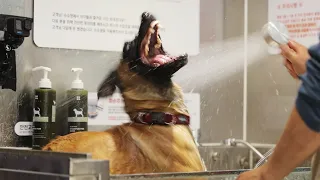 First reveal of Kang Hyung Wook's dog bathing method