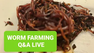 Worm Farming Q&A Live: Understanding Cutworms