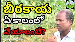 బీరకాయ ఏ కాలంలో వేయాలంటే? Ridgegourd crop time? Village Visheshalu