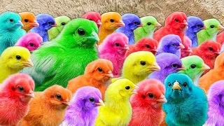 Menangkap ayam lucu, ayam warna warni, ayam rainbow, bebek, angsa, ikan hias, ikan cupang, Kelinci