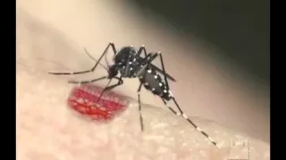 DENGUE - Aedes Aegypti picando uma pessoa - Febre Amarela