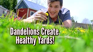 Don't Spray the Dandelions in your Yard | They're there for a reason!