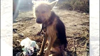 Собака медленно погибала от голода на цепи  - хозяева выбросили её на пустырь, прикованную к будке