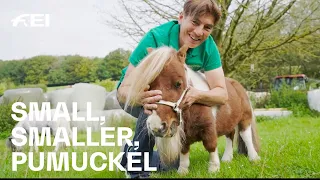 Meet Pumuckel the smallest pony in the world 😍 RIDE presented by Longines